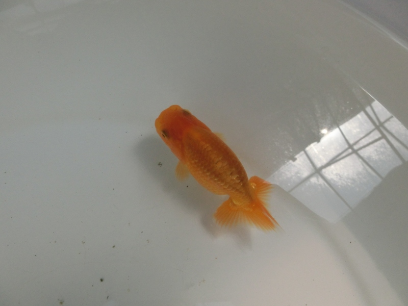 【らんちゅう当歳魚】素赤