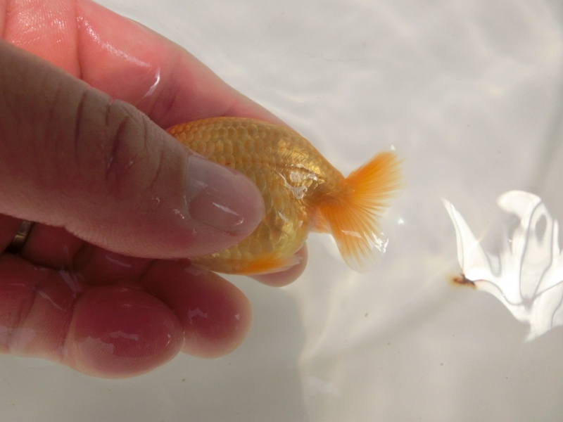 【らんちゅう当歳魚】素赤