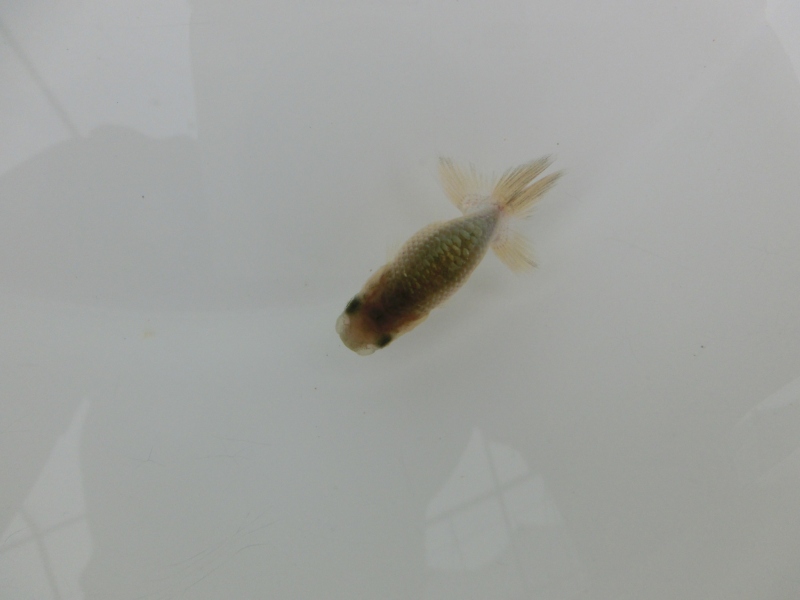 【らんちゅう黒仔】ご注文有難う御座いました。