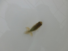 ご注文有難う御座いました。