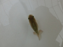 ご注文有難う御座いました。