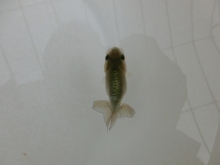 ご注文有難う御座いました。