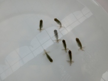ご注文有難う御座いました。