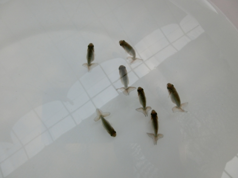 【らんちゅう黒仔】ご注文有難う御座いました。