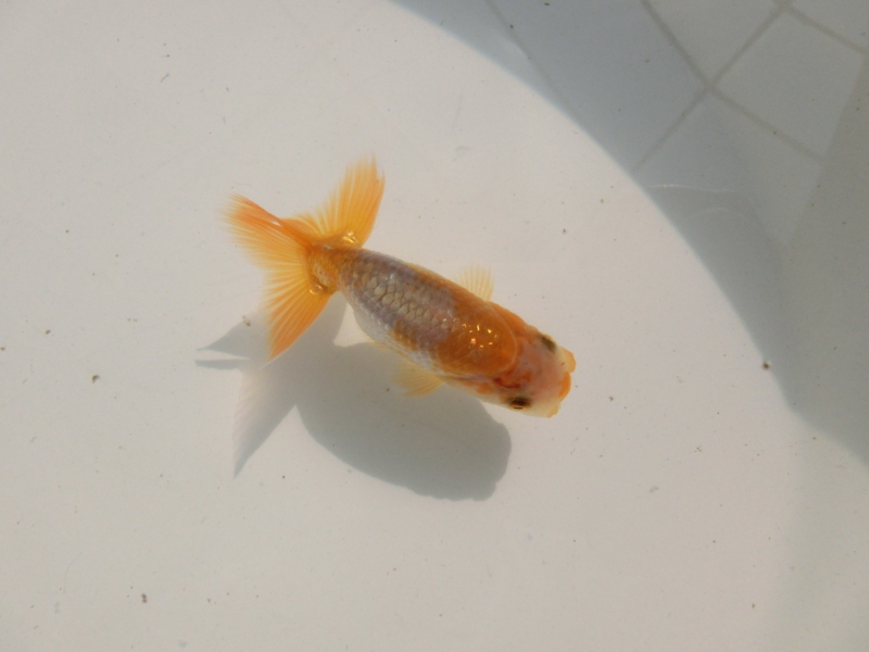 【らんちゅう当歳魚】美しい更紗らんちう