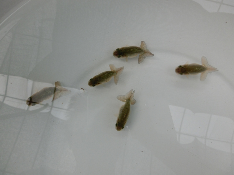 【らんちゅう黒仔】ご注文有難う御座いました。