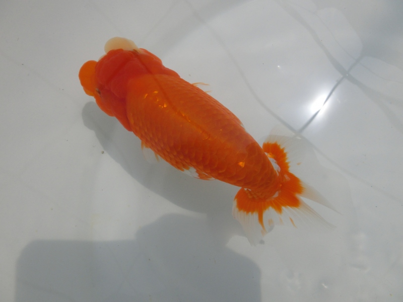 【らんちゅう二歳魚】ご注文有難う御座います。