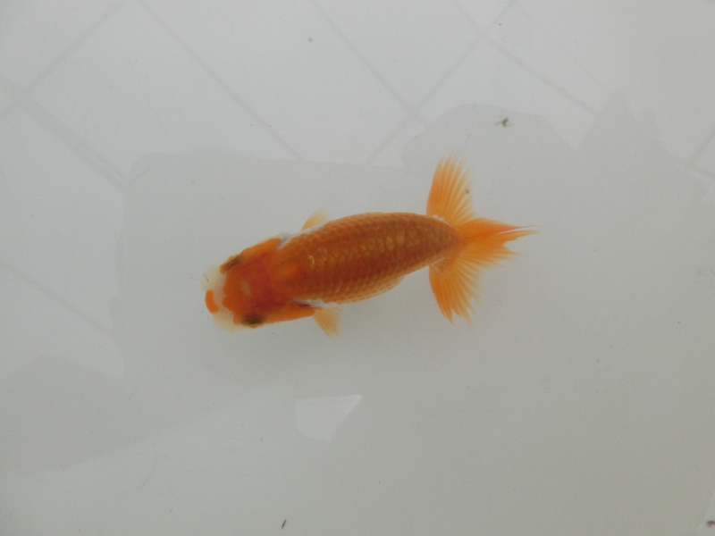【らんちゅう当歳魚】有難う御座いました。