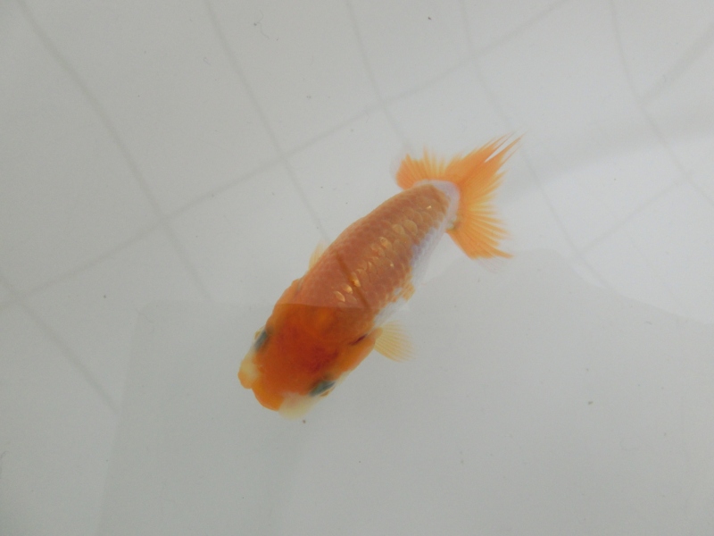 【らんちゅう当歳魚】有難う御座いました。