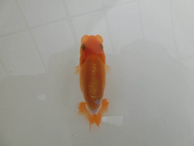【らんちゅう当歳魚】有難う御座いました。