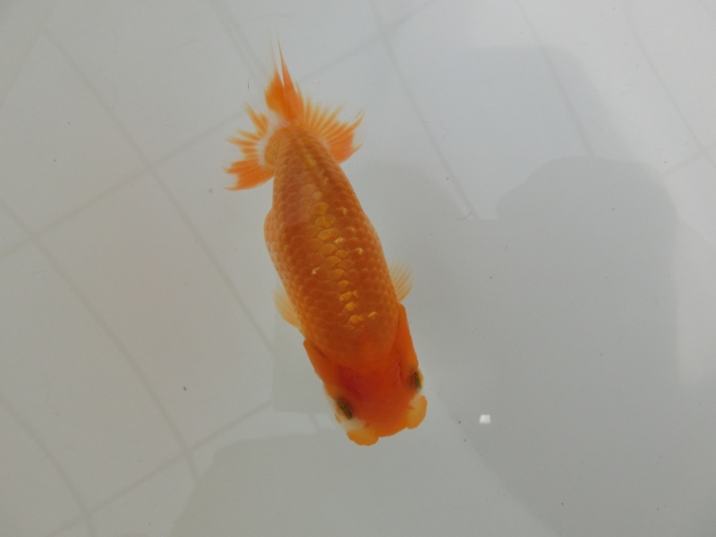 【らんちゅう当歳魚】有難う御座いました。