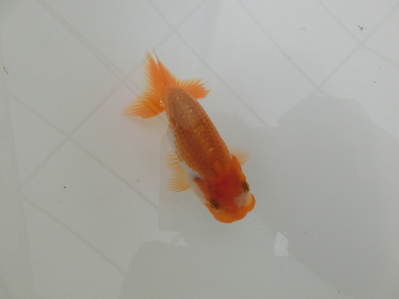 【らんちゅう当歳魚】有難う御座いました・。