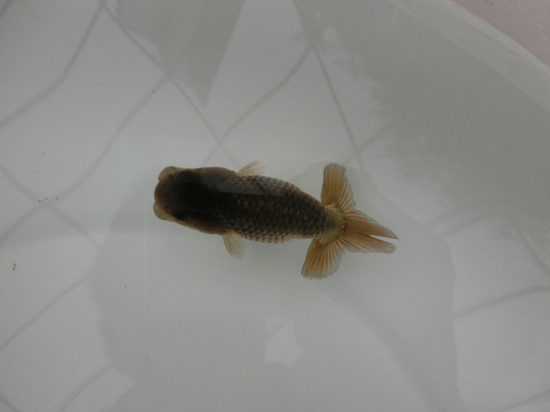 【らんちゅう黒仔】ご注文有難う御座いました。