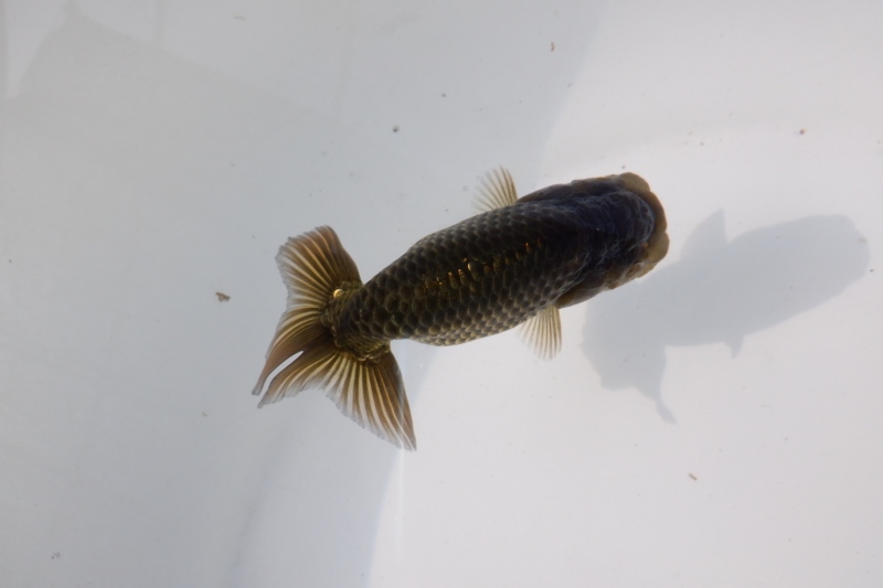 【らんちゅう黒仔】有難う御座いました。