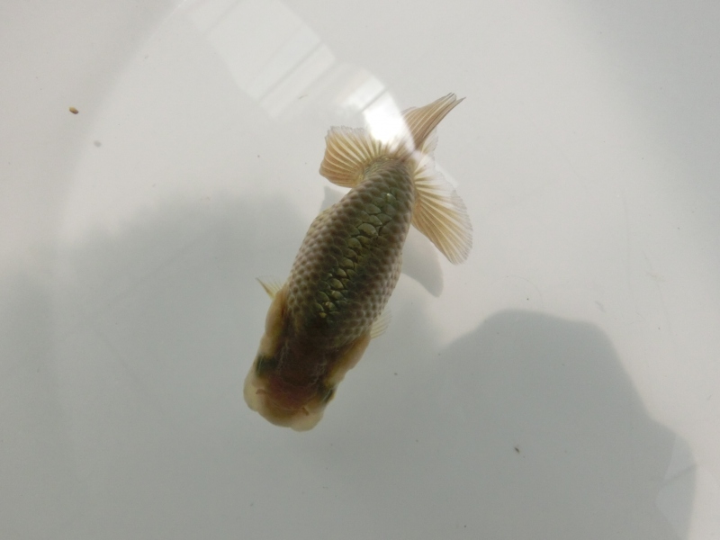 【らんちゅう黒仔】ご注文有難う御座いました。