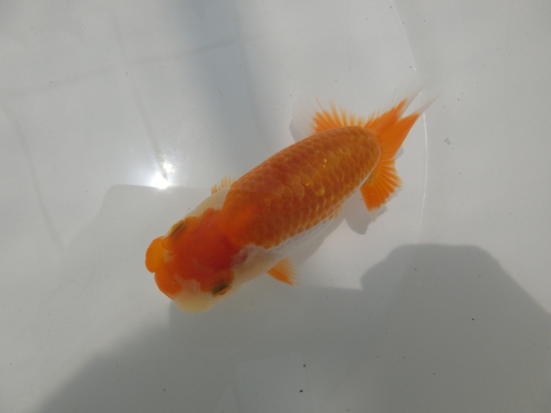 【らんちゅう当歳魚】有難う御座いました。