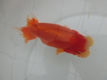 有難う御座いました。