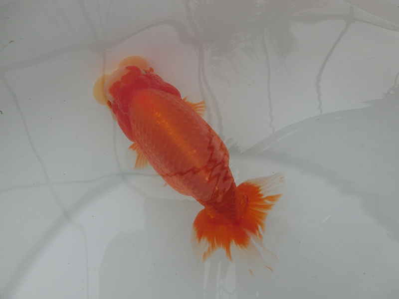 【らんちゅう二歳魚】有難う御座いました。