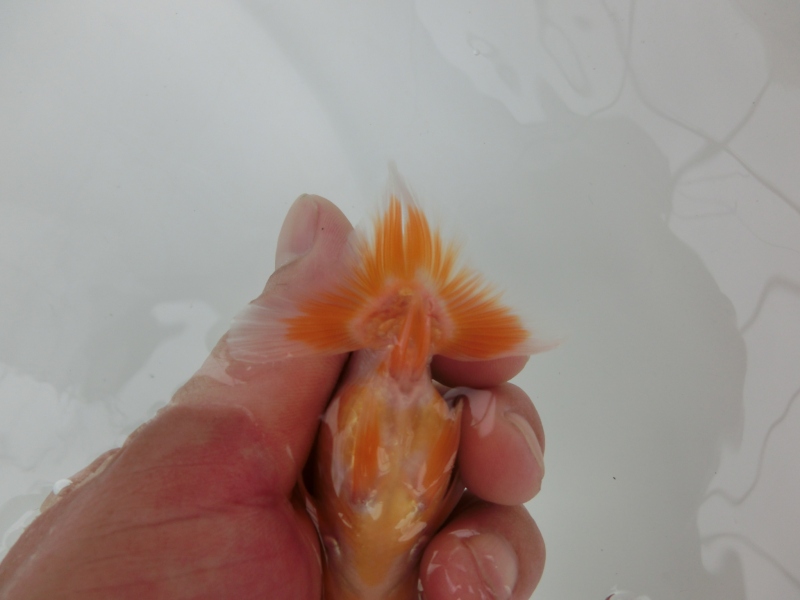 【らんちゅう当歳魚】ご注文有難う御座いました。