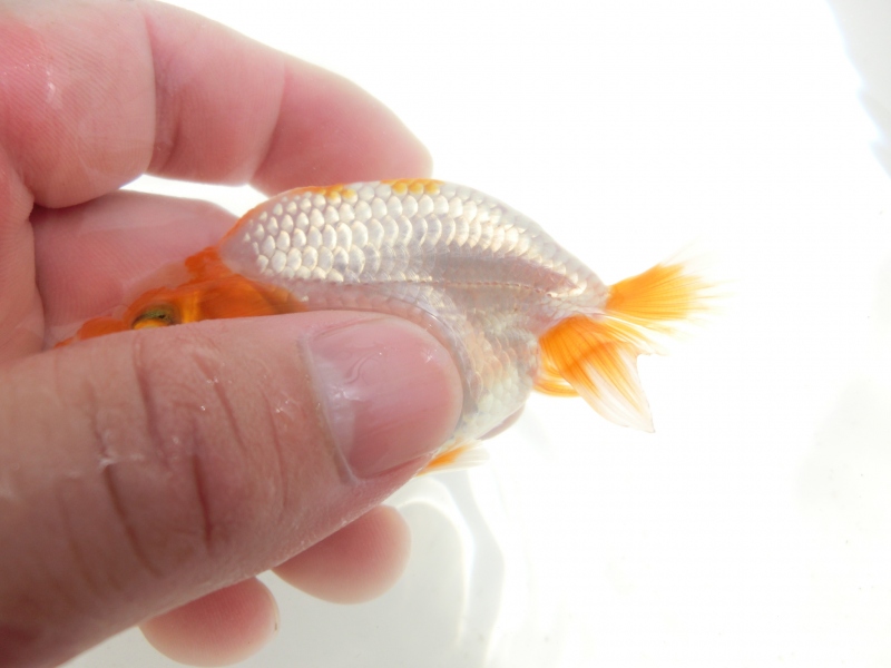 【らんちゅう当歳魚】尾張り抜群の綺麗な更紗当歳らんちゅう