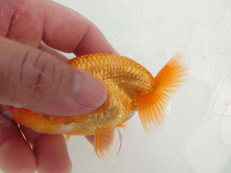 【らんちゅう当歳魚】背幅があり背なりの綺麗な素赤当歳らんちゅう