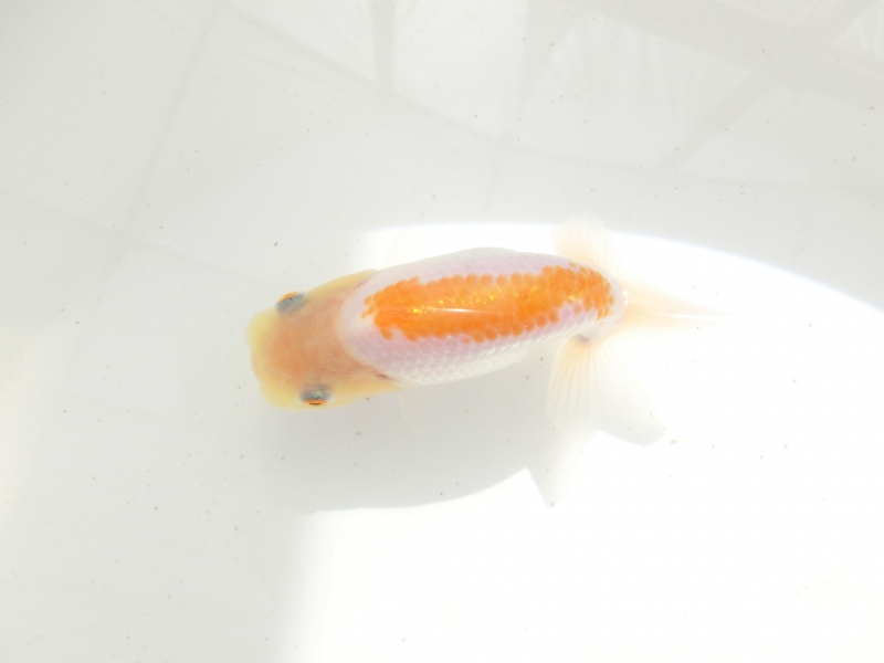 【らんちゅう当歳魚】背、腰のラインが美しく前がかりの効いた尾型