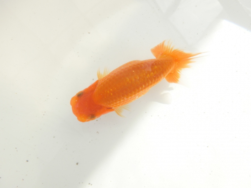 【らんちゅう当歳魚】背、腰が綺麗でインパクトのある尾型をした当歳