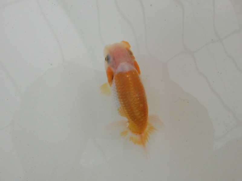【らんちゅう当歳魚】逸品更紗　中