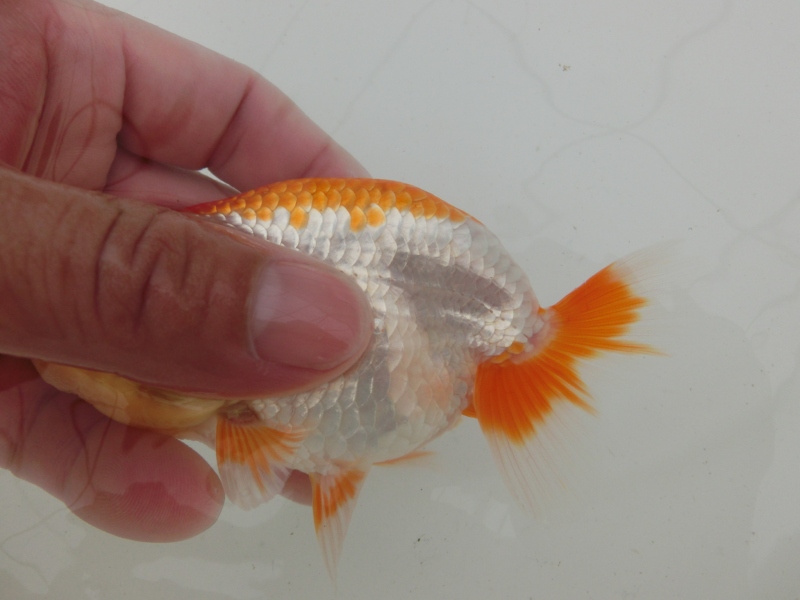 【らんちゅう当歳魚】幅のある更紗