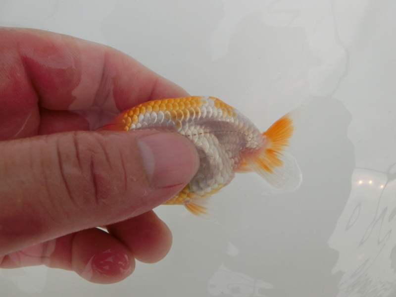 【らんちゅう当歳魚】型の良い構えの尾が魅力的な当歳らんちゅう　白勝ち更紗