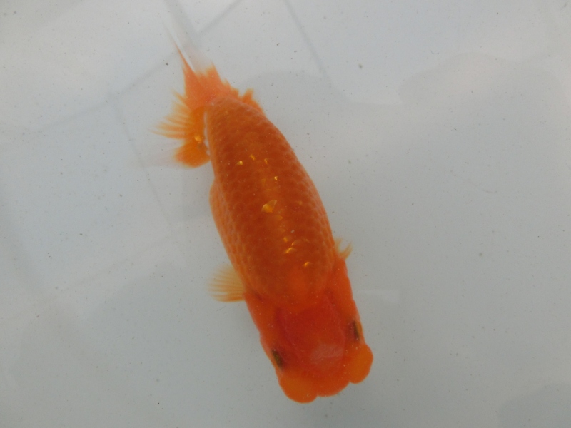 【らんちゅう当歳魚】前がかりのある尾型の赤勝ち更紗　当歳らんちゅう