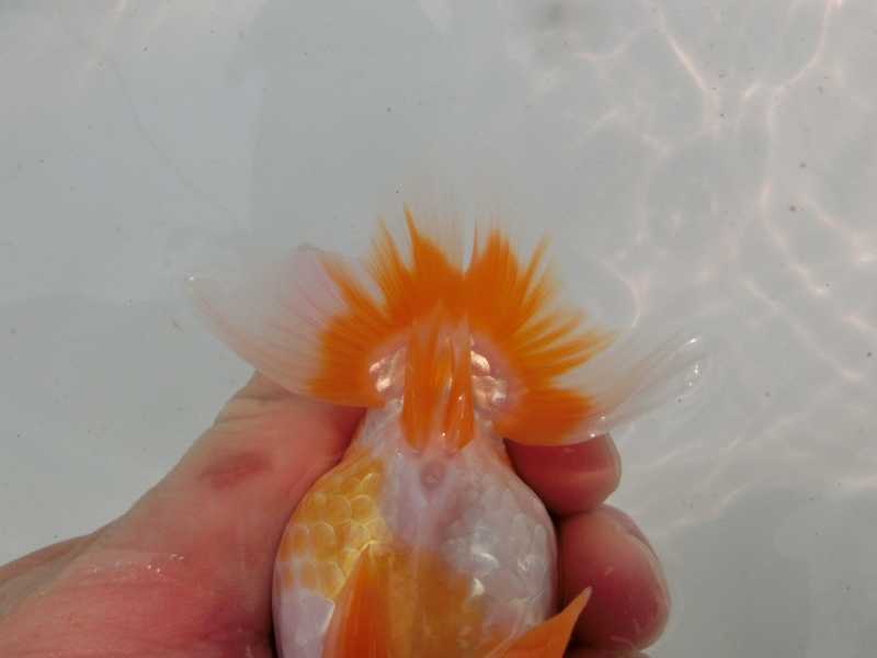 【らんちゅう当歳魚】前がかりのある尾型の赤勝ち更紗　当歳らんちゅう