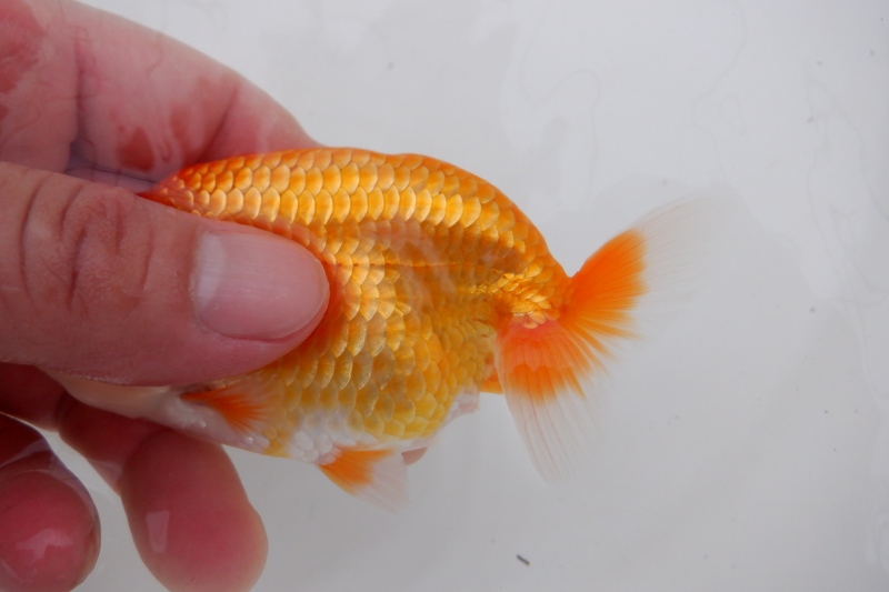 【らんちゅう当歳魚】ありがとうございます。