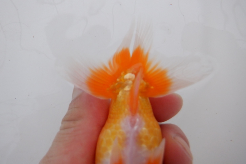 【らんちゅう当歳魚】ありがとうございます。