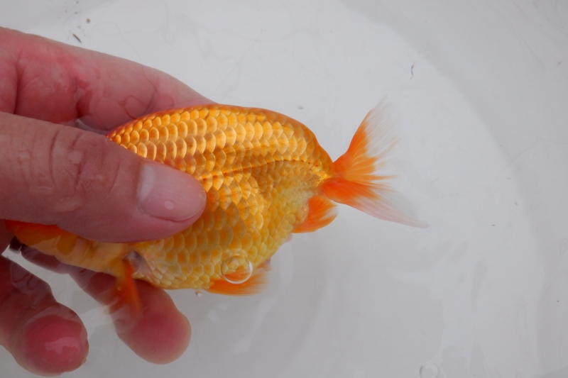 【らんちゅう当歳魚】ありがとうございます。