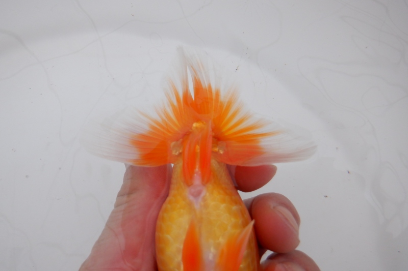 【らんちゅう当歳魚】ありがとうございます。