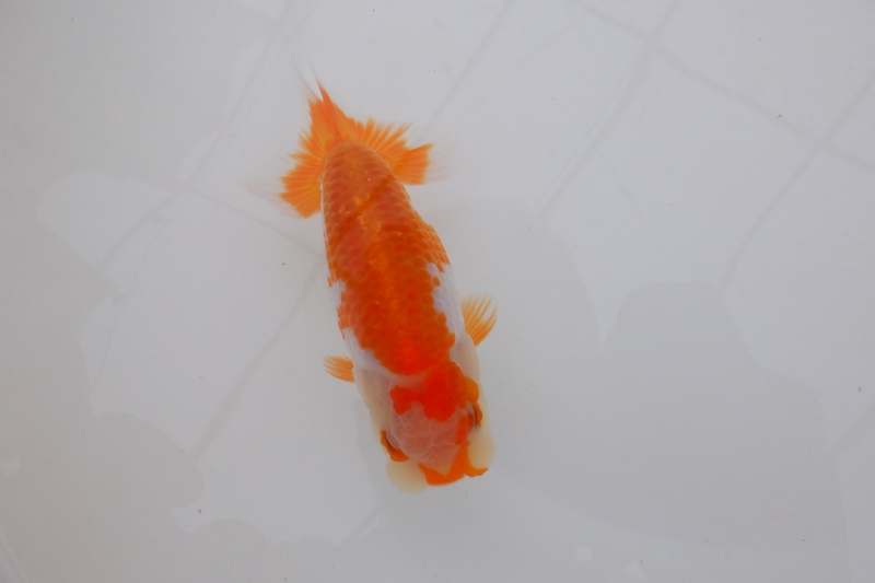 【らんちゅう当歳魚】有難う御座いました。