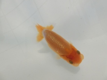 有難う御座います。