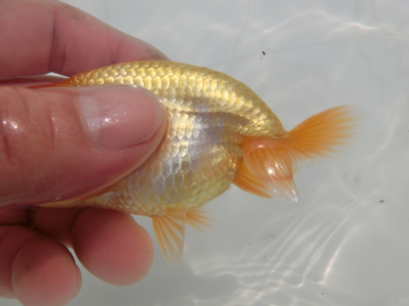 【らんちゅう当歳魚】有難う御座います。