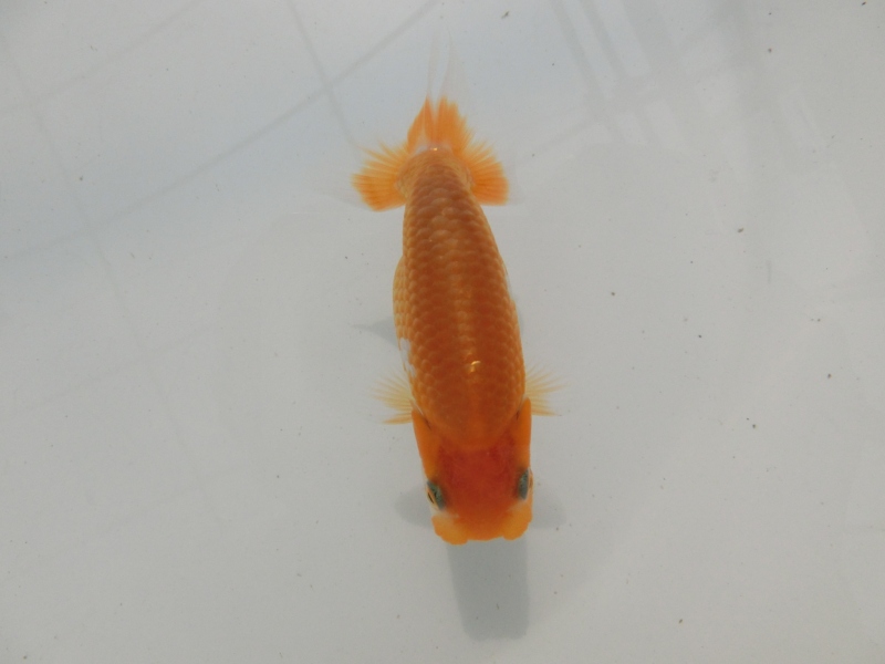 【らんちゅう当歳魚】有難う御座います。