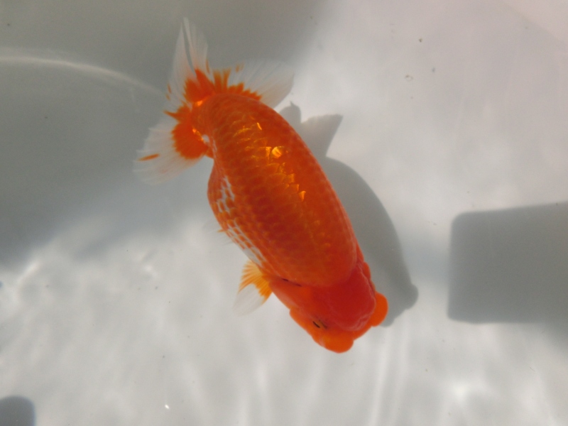 【らんちゅう二歳魚】ご注文有難う御座いました。