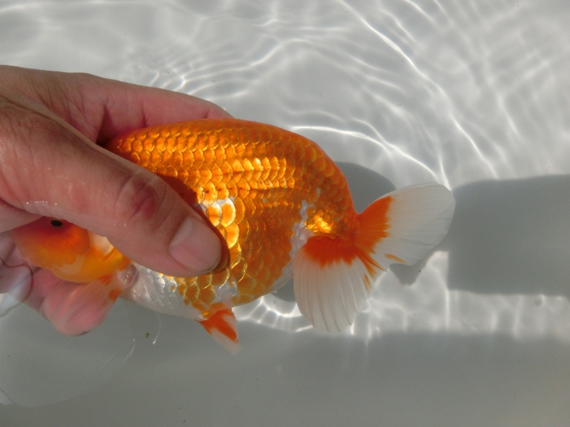 【らんちゅう二歳魚】ご注文有難う御座いました。