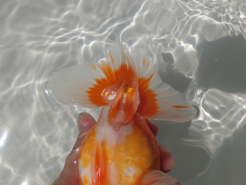 【らんちゅう二歳魚】ご注文有難う御座いました。