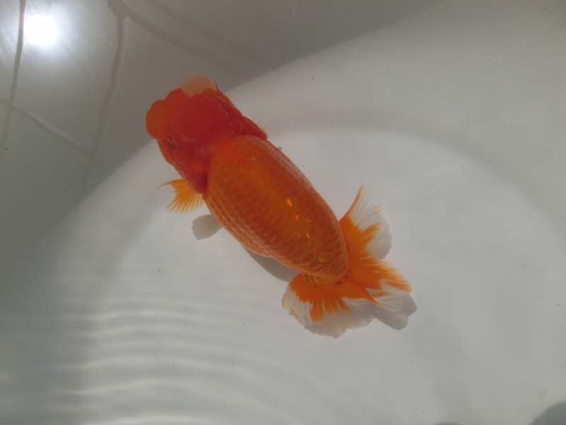 【らんちゅう二歳魚】ご注文有難う御座いました。