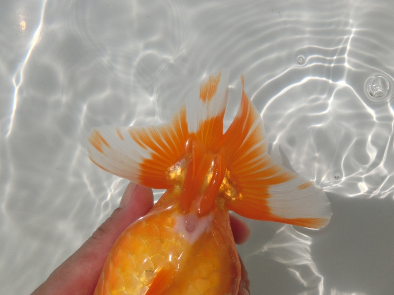 【らんちゅう二歳魚】ご注文有難う御座いました。