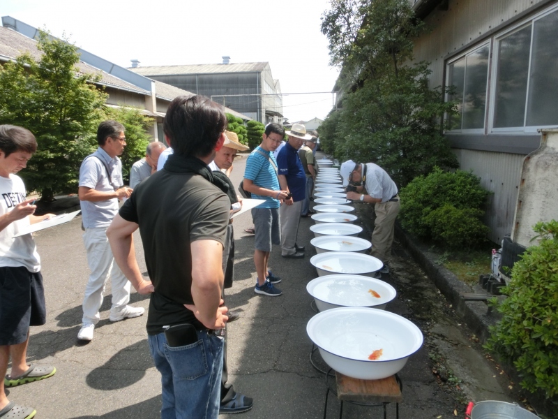 【らんちゅう当歳魚】稲沢錦鱗会　研究会