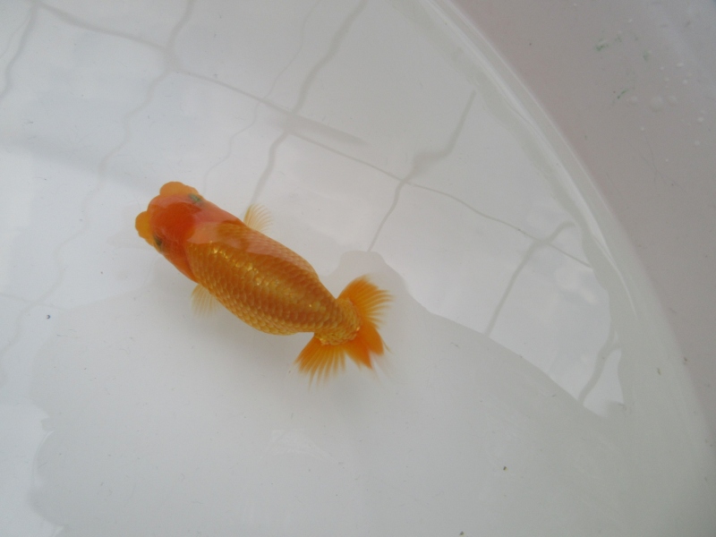 【らんちゅう当歳魚】背の綺麗な素赤