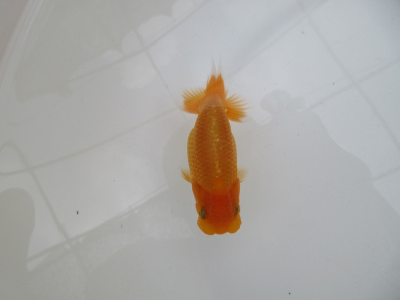 【らんちゅう当歳魚】背の綺麗な素赤