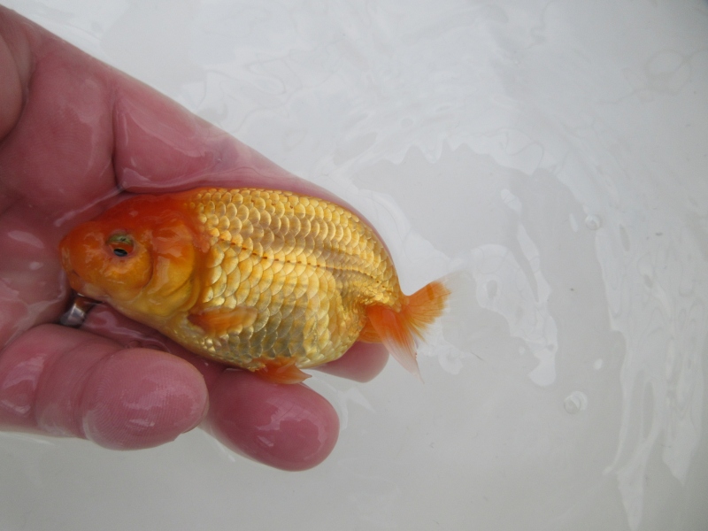 【らんちゅう当歳魚】背の綺麗な素赤
