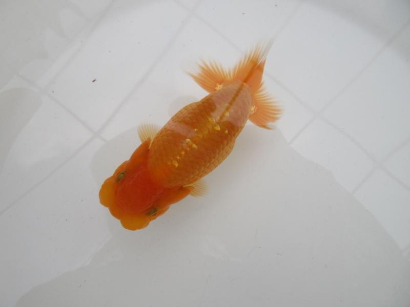 【らんちゅう当歳魚】雰囲気の良い素赤